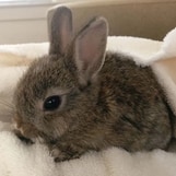 bunny