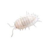 isopod