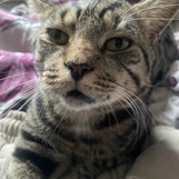 rawrxd