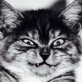 curlyautopsycat